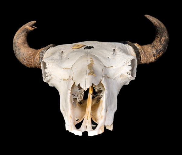 Bison Skull by Alan Powell
