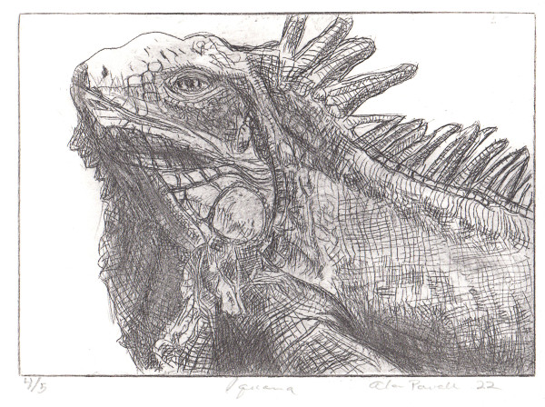 Iguana by Alan Powell