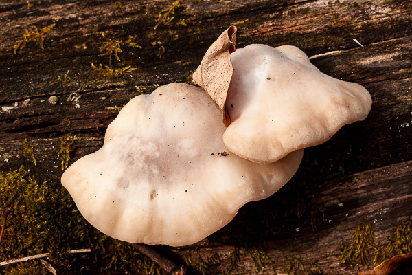 Mushroom by Alan Powell
