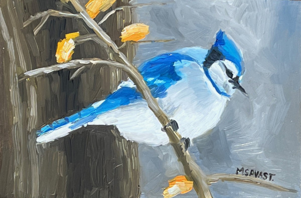 Blue Jay by Michelle Savas Thompson