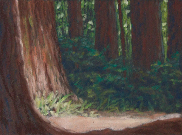 Redwoods by Brenna O'Toole