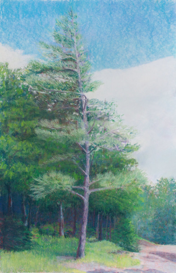 Twisted Pine by Brenna O'Toole