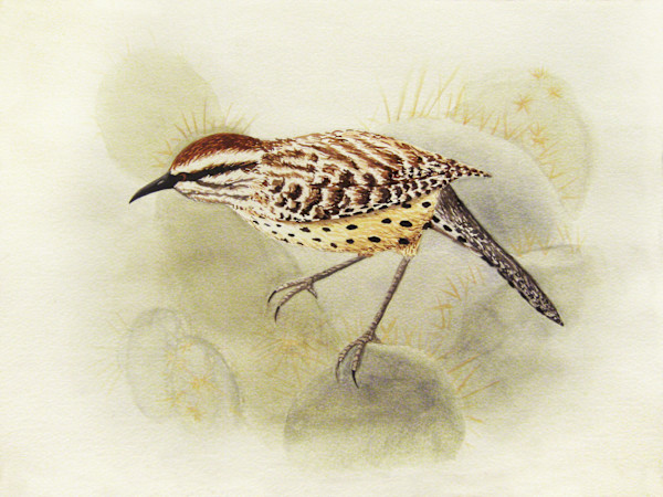 Cactus Wren by Penn A. Tomassetti, Image 1.