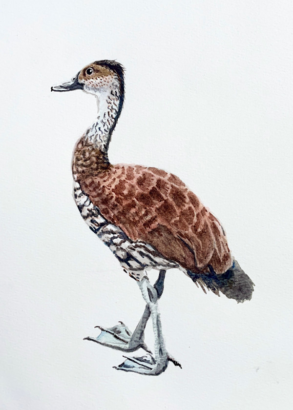 Dendrocygna arborea (West Indian Whistling Duck ) by Penn Tomassetti