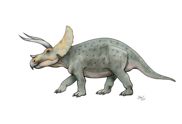 Triceratops horridus by Penn A. Tomassetti