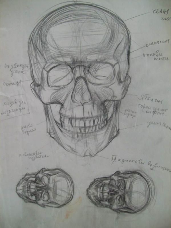 Skull Study  by Gallina Todorova