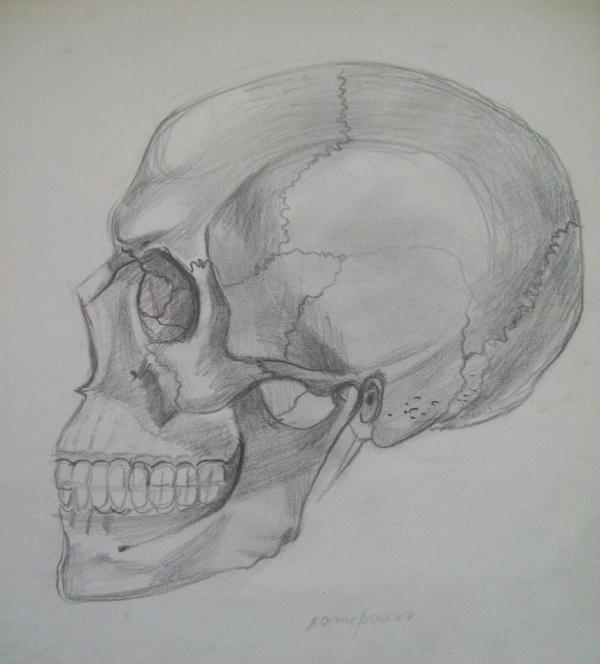 Human Skull by Gallina Todorova