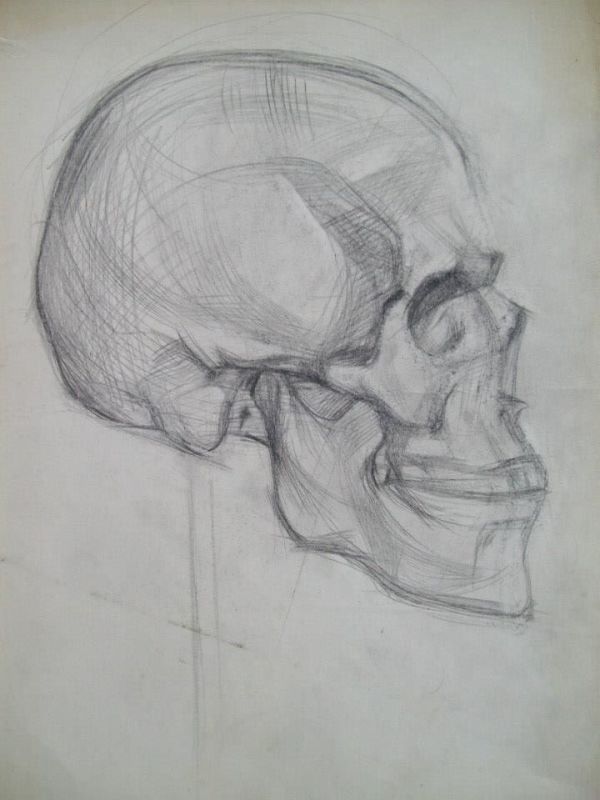 Skull Study by Gallina Todorova
