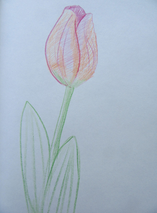Tulip by Galina Todorova, Image 1.