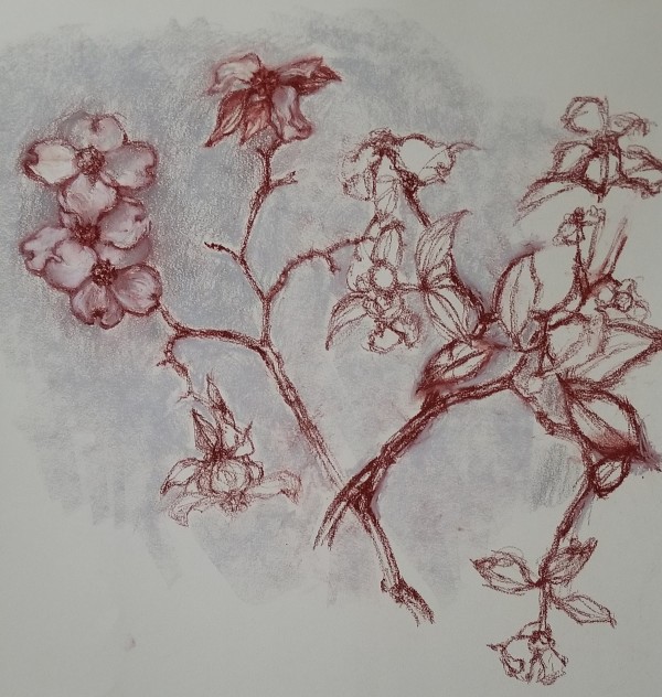 Dogwood Blossoms by Nancy Jaramillo