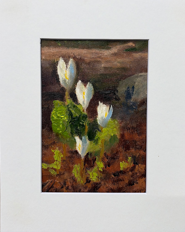 Bloodroot becoming by Kate Emery, Image 1.