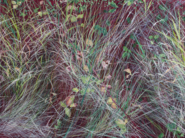 Grass Flow by Angelita Surmon