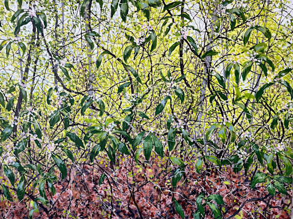 Mountain Laurel Blooms by Angelita Surmon, Image 1.