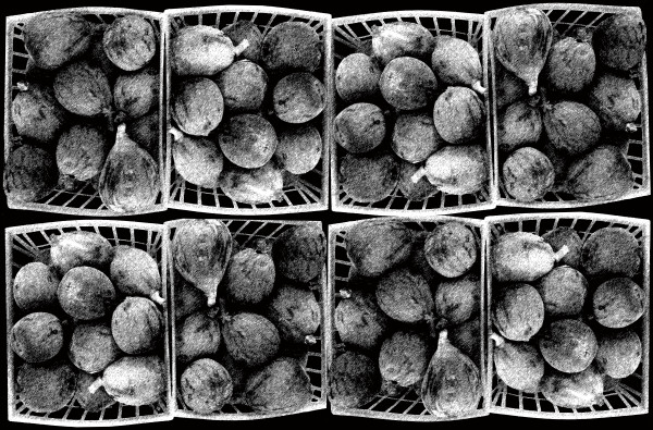 Figs in Black and White by Barbara Jacobs