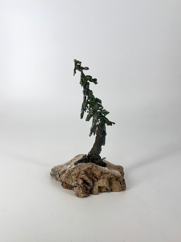 Rooted in Stone 7 by Stephen Cole Fine Art, Image 1.