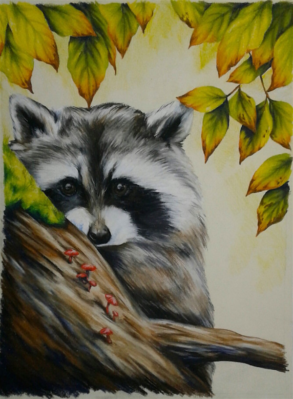 Raccoon, Accompaniment  by Joy N. Taylor