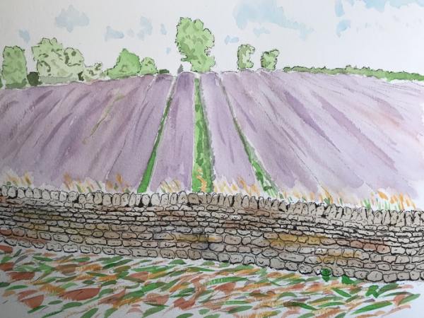 Lavender Fields by john macarthur