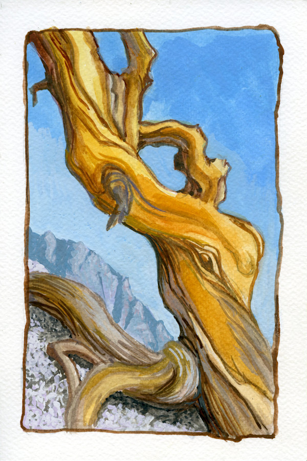 Albicaulis (whitebark), Dusy Basin by Faith Rumm