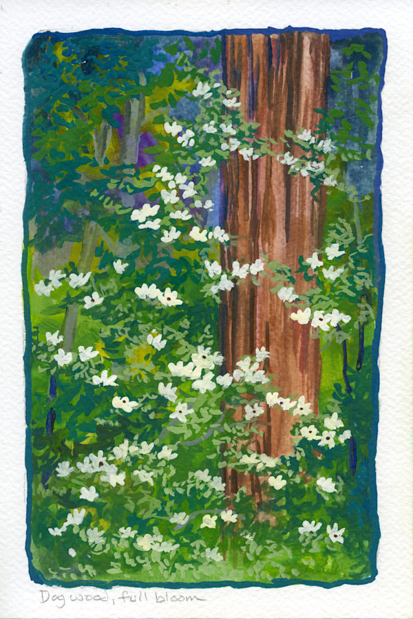Dogwood Blossoms and Incense Cedar by Faith Rumm