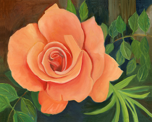 Peach Rose by Faith Rumm