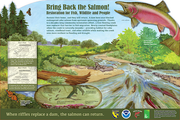 z  ROY'S RIFFLES Bring Back the Salmon! by Faith Rumm