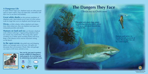 z CA100 Elephant Seals