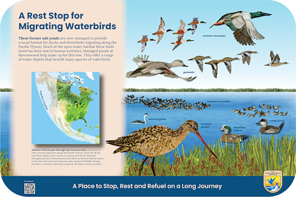 z  RAVENSWOOD Rest Stop for Migrating Birds by Faith Rumm