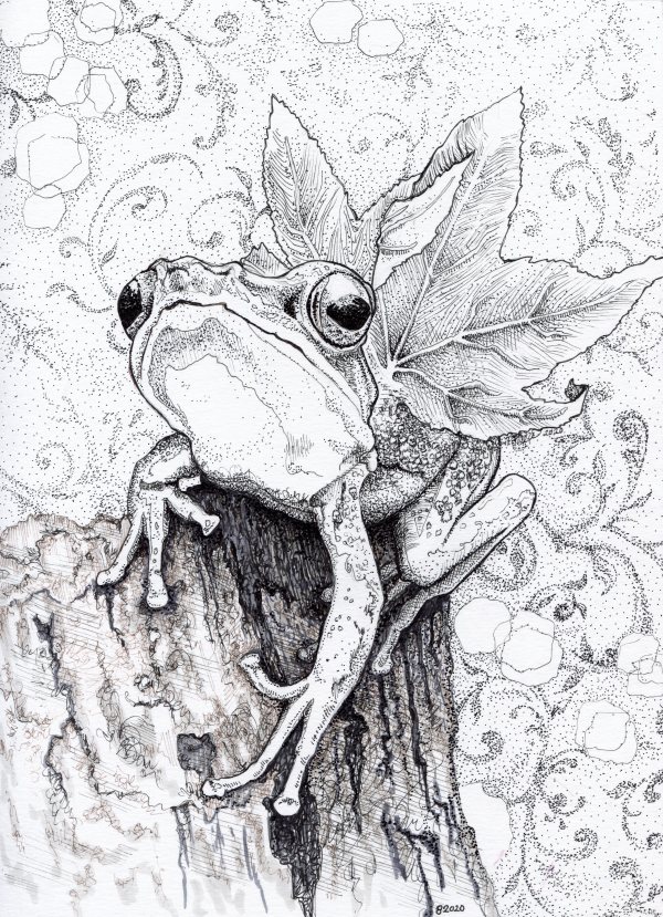 Old Friend, Winged Frog