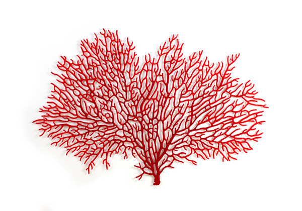 Annella Coral Fan by Meredith Woolnough