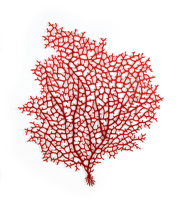 Ruby Gorgonian by Meredith Woolnough