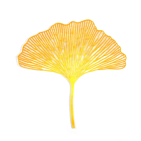 Ginkgo biloba leaf study #1 by Meredith Woolnough