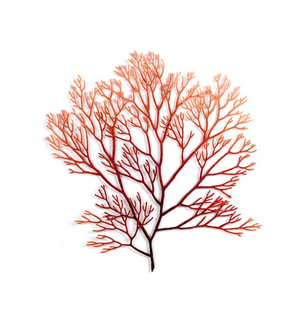 Laurencia elata - seaweed by Meredith Woolnough