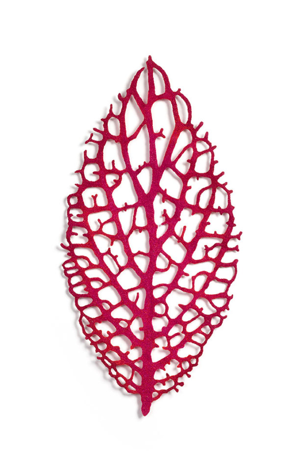Nerve Plant (Fittonia albivenis) by Meredith Woolnough