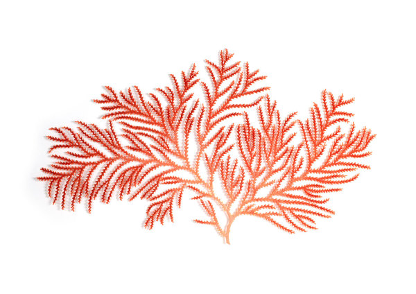 Zignisis coral by Meredith Woolnough