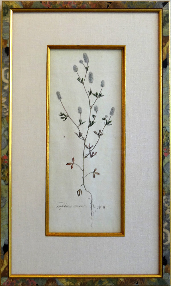 2160 - Trifolium Arvense