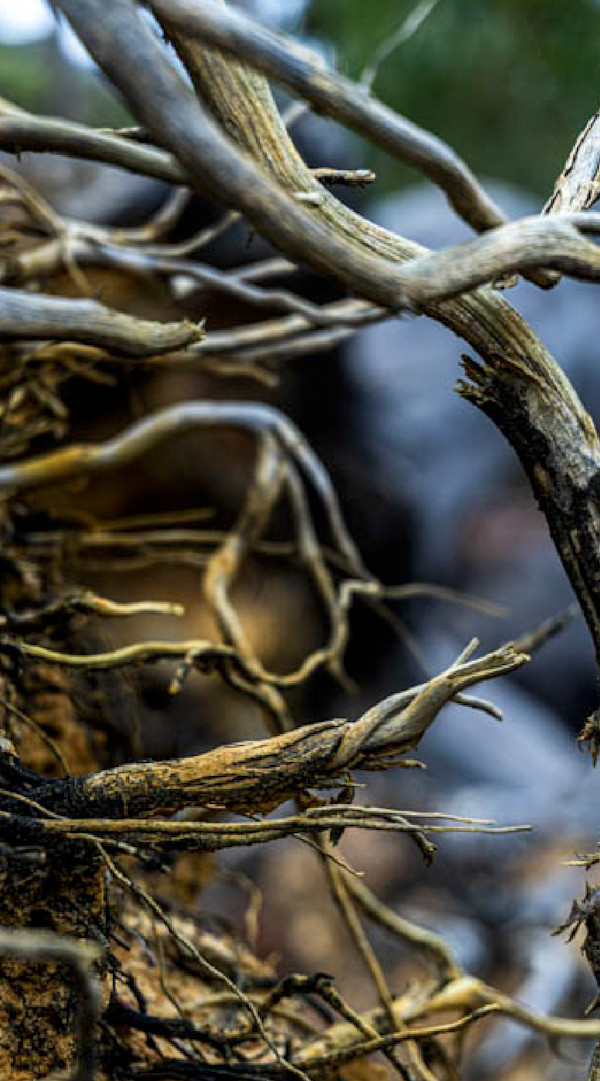 Connections from time by Sonya Rademeyer