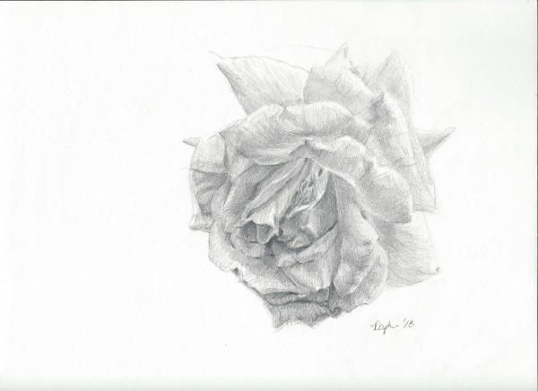A Delicate Study by Daphne Cote