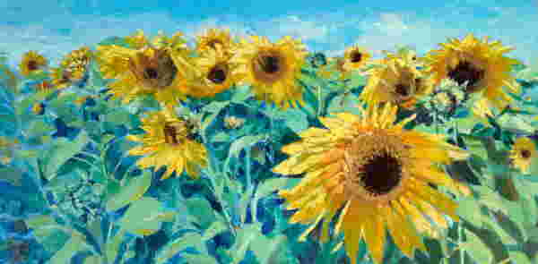 A Field of Sunflowers by Susan Clare