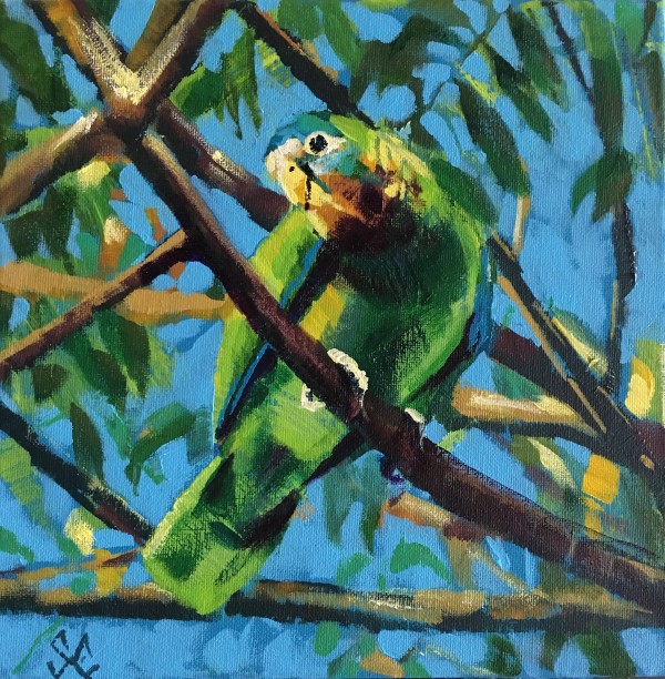 Yellow-billed Parrot by Susan Clare