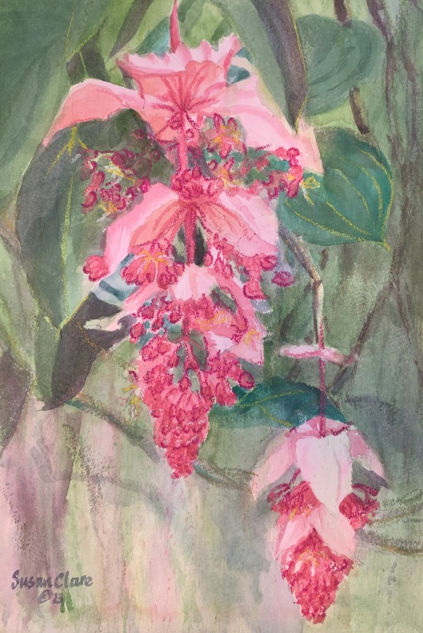 Medinilla Bloom 3 by Susan Clare