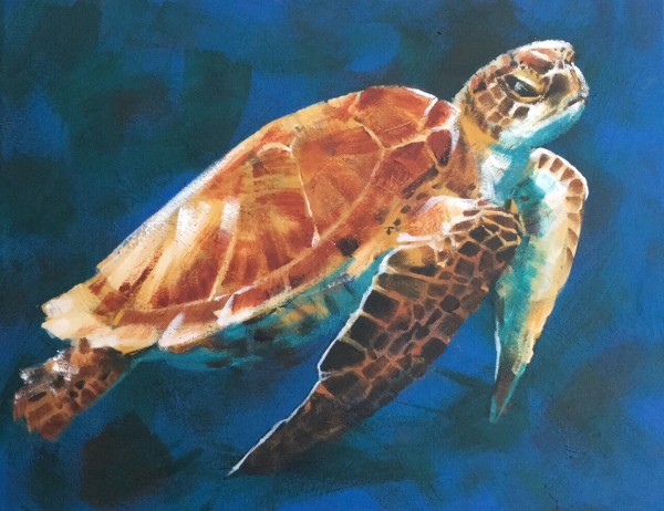 Green Sea Turtle by Susan Clare