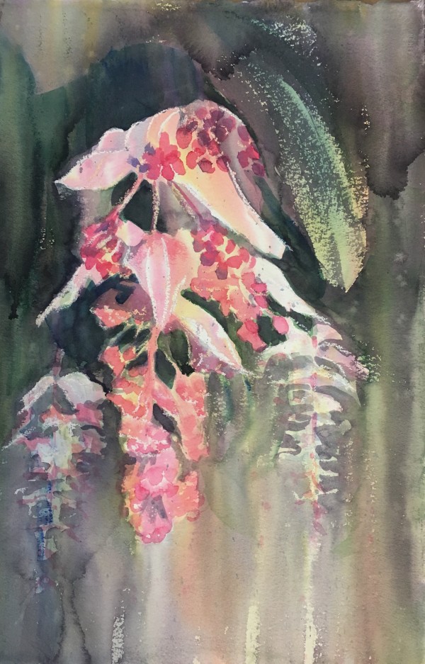 Medinilla Bloom by Susan Clare