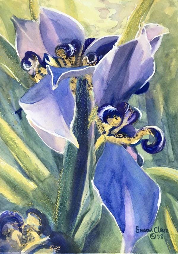 Kempshot Blue Irises by Susan Clare
