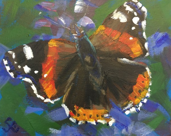 Red Admiral by Susan Clare