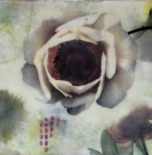 Anemone by Sally Hootnick
