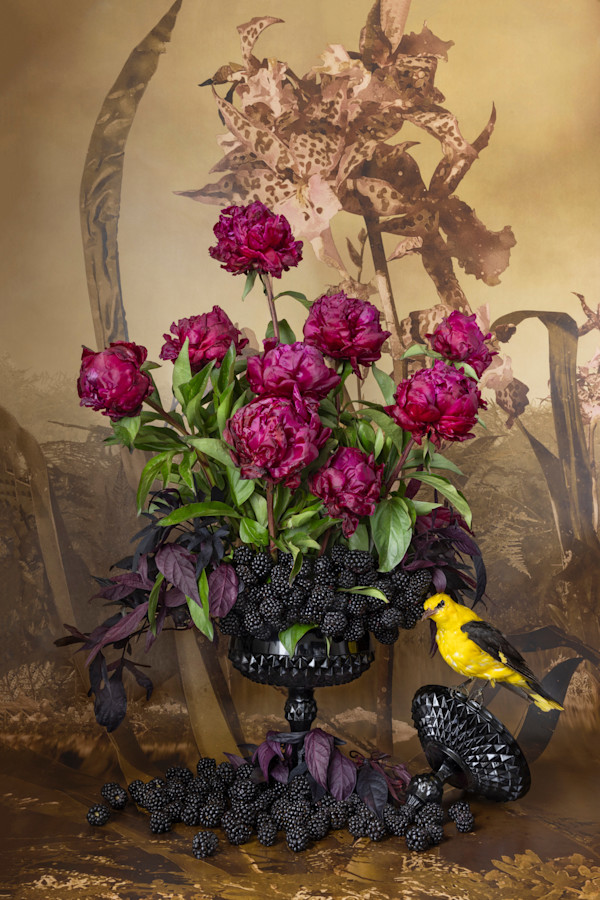 Hooded Oriole with Blackberries by JP Terlizzi, Image 1.