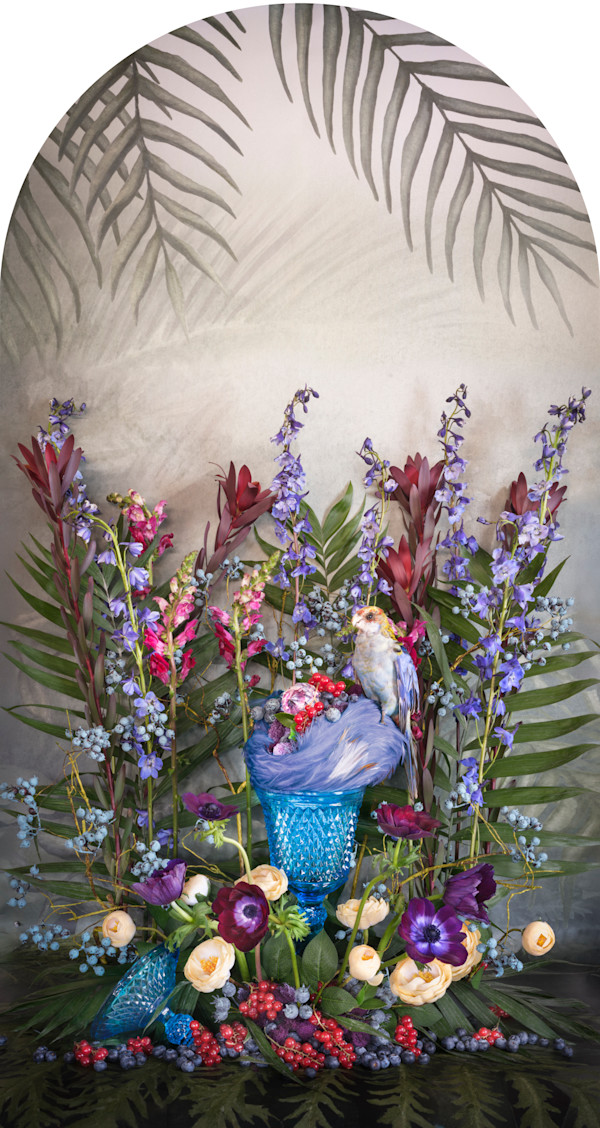 Pale-Headed Rosella with Blueberry Currant Nesting by JP Terlizzi, Image 1.