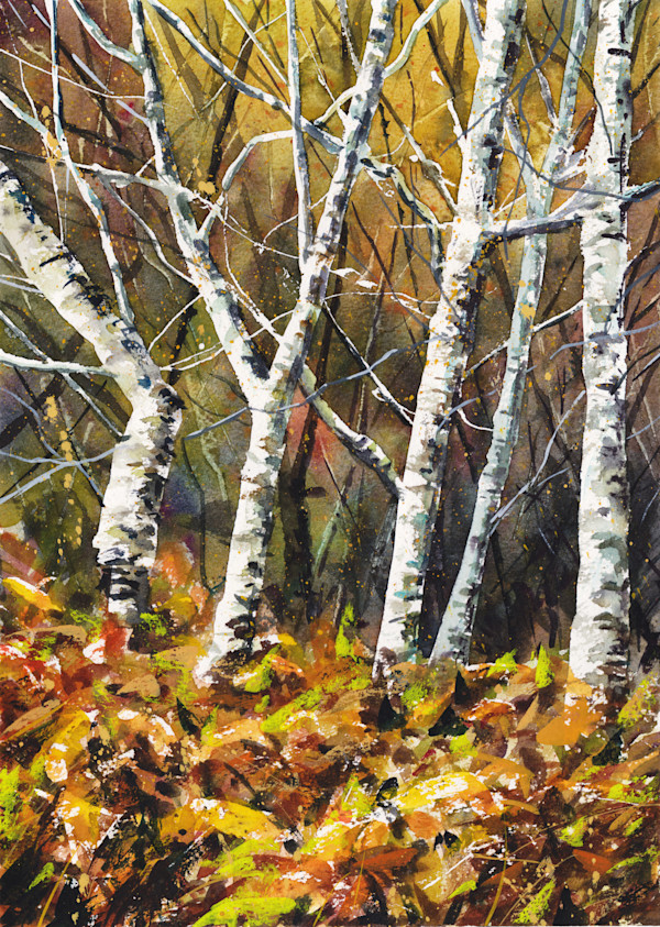 CANT SEE THE WOOD FOR THE TREES by Dave P. Cooper