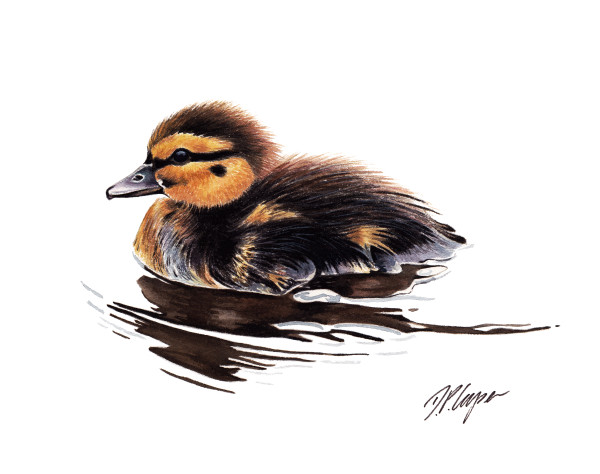 Duckling I by Dave P. Cooper