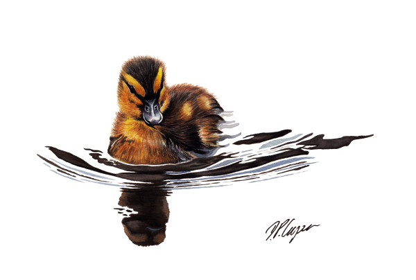 Duckling II by Dave P. Cooper